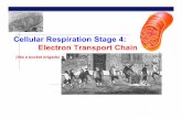 Cellular Respiration Stage 4: Electron Transport Chainshaunab.info/AP Biology/Unit 3/Lectures/Chapter 9... · Cellular Respiration Stage 4: Electron Transport Chain ... Form fits