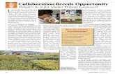 Collaboration Breeds Opportunity 12 - Idaho Wheat Breeds Opportunity ... DH and SSD production ... the researchers have long worked collab-