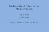 Biodiversity of fishes in the Mediterranean - uibk.ac.at · PDF fileBiodiversity of fishes in the Mediterranean-Sparidae-Labridae ... or open sand bottoms ... Sometimes in salty lagoons.