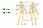 Skeleton System - bpumsmed.bpums.ac.ir/UploadedFiles/CourseFiles/skeletal_System__f560bf... · Skeleton System. Classification of Bones According to the basic types of bone tissue