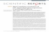 REST mediates resolution of HIF-dependent gene …arca.igc.gulbenkian.pt/bitstream/10400.7/533/1/srep17851.pdf · REST mediates resolution of HIF-dependent gene expression in prolonged