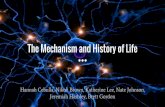 The Mechanism and History of Life - Solar physicssolar.physics.montana.edu/qiuj/astr371/group_a.pdf · The Mechanism and History of Life Hannah Cebulla, ... 3.4 billion years ago-Photosynthesis