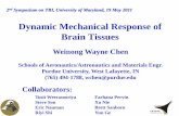 Dynamic Mechanical Response of Brain  · PDF fileDynamic Mechanical Response of Brain Tissues ... Non-homogeneous Deformation ... 66% Peak Axial Strain Strain Rate ~2,000/s