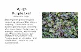 Ajuga Purple Leaf - Texas Master Gardeners · PDF fileAjuga Purple Leaf Ajuga repens ... well-branched, and covered with dense spikes of deep purple, pink or white flowers with white