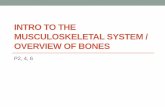 INTRO TO THE MUSCULOSKELETAL SYSTEM / · PDF fileMicroscopic Anatomy (Compact Bone) •(Refer to Fig. 5.3, pg. 135) •Osteocytes – mature bone cells •Found in tiny cavities w/in