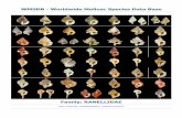 WMSDB - Worldwide Mollusc Species Data · PDF fileapenninica nassariformis , ... appenninica remensa , ... Charonia clathrata J.B.P.A. Lamarck, 1816 - syn of: Distorsio clathrata