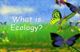 What is ecology? - Mrs. Rasmussen Biologyrasmussenbiology.weebly.com/uploads/8/3/7/7/83773626/ecology... · Levels of Organization ... 5th Level of Organization •Biosphere: The
