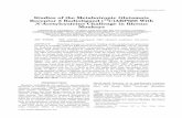 Studies of the Metabotropic Glutamate Receptor 5 ...petcenter.yale.edu/research/2013-Sandiego-Synapse-mGluR5-ABP... · Studies of the Metabotropic Glutamate Receptor 5 Radioligand