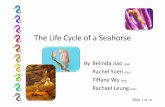 The Life Cycle of a  · PDF fileThe Life Cycle of a Seahorse Slide 1of 12 By Belinda Jiao (P6A) Rachel Yuen (P6A) Tiffany Wu (P6A) Rachael Leung (P6A)