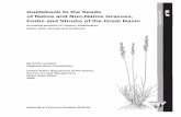 Guidebook to the Seeds of Native and Non-Native Grasses ... · PDF fileEVENING-PRIMROSE ... Remember seed and plant quality standards are very important guidelines when using native