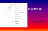 CHAPTER 20 - Edwardsville School District 7 Ch 20_27 notes... · CHAPTER 20 Phylogeny . phylogeny – evolutionary history of a ... Radial canals- go from ring canal into each arm/ray