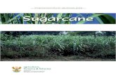 sugar cane prod guideline - Department of Agriculture ... and Production... · The first New World sugar cane mill began grinding in about 1516 in the Dominican Republic. Sugar production