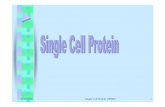 PPT Single Cell Protein - ordinary words · PDF file03/04/2008 Single Cell Protein (NRM) 2 Single cell protein • The term single cell protein (SCP) refers to dead, dry cells of micro-organisms