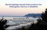 Bacteriophage-based Interventions for Pathogenic Vibrios ... · PDF fileVibrio tubiashii Naturally occurring marine bacterium Infects and kills larval and juvenile shellfish Particularly