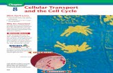 Chapter 8: Cellular Transport and the Cell Cycleblogs.polson.k12.mt.us/dobrien/files/2013/03/chap08.pdf · Cellular Transport and the Cell Cycle ... in Figure 8.5,the transport proteins