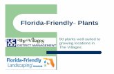 Villages Favorite 50 Plants Favorite 50 Plants.pdf · mature sizes of plants, cold hardiness, ... Flowering – white blooms in ... Villages Favorite 50 Plants Author: duckettc