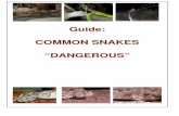 Guide: COMMON SNAKES “DANGEROUS” - HikingInfo Guide.pdf · They can strike to a distance of about one-third of their body length. Juveniles, however, will launch their entire