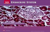 50 CHAPTER ENDOCRINE SYSTEM - ABC Science · PDF fileENDOCRINE SYSTEM 1031 HORMONES Chemical messengers are substances that carry messages and instructions to cells. Hormones (HOHR-MOHNZ)