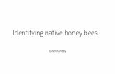 Identifying native honey bees - · PDF fileIdentifying native honey bees ... •Evidence generally does not support its use as a main means of identifying Amm ... somewhat over time