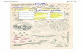 Protists - whssbiozone · PDF fileprotists.notebook May 07, 2012 The protozoans (Kingdom Protista) are varied and thier taxonomy is often debated. The most recognized