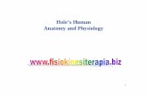 Hole’s Human Anatomy and Physiology - F · PDF fileAnatomy and Physiology. 2 Chapter 6 Skin and the Integumentary ... • jaundice. 16 Healing of Cuts. 17 Healing of Burns First