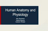 Human Anatomy and Physiology - AP Subjects - Homeapsubjects.weebly.com/uploads/2/0/5/3/20538716/human_physiology.pdf · Parietal cells- secrete hydrochloric acid ... villi- fingerlike