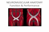 NEUROMUSCULAR ANATOMY Function & Performancescoutingsolutions.com/.../functionalneuromuscularanatomy.pdf.pdf · NEUROMUSCULAR ANATOMY ... Neuromuscular Coordination Key Scientific