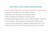 The Flow of Genetic Information - · PDF fileThe Flow of Genetic Information • Cells Inherit Molecules, Energy, and Genetic Information • Genetic Information Is Encoded in DNA