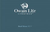 Beef Sires 2017 - UK  · PDF fileBeef Sires 2017 Tyn-y-Wern, Rhuthun, ... semen catalogue. ... 30 SIM Auroch Deuter PP 31 SIM Curaheen Earp