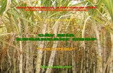 Sugarcane Crop ebook - · PDF file1 Foreword Numerous books and documents have been written and published about the sugarcane crop, documenting cultivation practices associated with