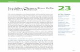Specialized Tissues, Stem Cells, and Tissue Renewal · PDF fileSpecialized Tissues, Stem Cells, 23 ... Figure 23–1 illustrates the architecture of the skin and ... Specialized Tissues,