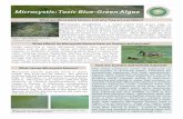 Microcystis: Toxic Blue-Green Algae · PDF fileMicrocystis aeruginosa is a single-celled blue green alga, or cyanobacterium, that occurs naturally in surface waters. Microcystis can