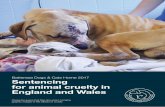 Battersea Dogs & Cats Home 2017 Sentencing for animal ... · PDF fileThank you to the RSPCA and Blue Cross for their contributions and support for this Battersea report. 8 9 11 13