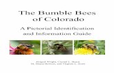 The Bumble Bees of Colorado · PDF fileThe Bumble Bees of Colorado A Pictorial Identification and Information Guide Abigail Wright, Crystal L. Boyd, M. Deane Bowers, and Virginia L.