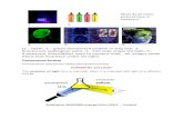 For_teachers_Fluorescence Sensing_Yr11worksheet · Web viewLook at the fluorescence under a UV lamp – now change the pH of the solution by adding a few drops of 1M NaOH(aq) solution