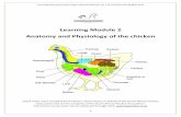 Learning Module 2 Anatomy and Physiology of the · PDF fileSAPA BROILER NOTES ANATOMY AND PHYSIOLOGY OF THE CHICKEN SEPTEMBER 2013 0 Learning Module 2 Anatomy and Physiology of the
