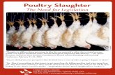 Poultry slaughter lines - United Poultry · PDF fileAt the poultry slaughter plant each ... to destroy homeless shelter animals ... hens that had reached the end of their productive