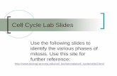 Cell Cycle Lab Slides - Steinken... · PDF fileMetaphase Anaphase Telophase. ... Animal Cell Slide #3. Animal Cell Slide #4. Animal Cell Slide #5. Animal Cell Slide #6. Plant Cells
