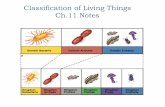 Classification of Living Things Ch.11 Notesmazurscience.weebly.com/.../8/38084387/ch._11_classification-notes.pdf · What is classification?! ... Dichotomous Keys 䡦A dichotomous