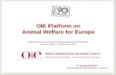 OIE Platform on Animal Welfare for Europeweb.oie.int/RR-Europe/eng/events/docs/Seminar New Delegates... · 1 OIE Platform on Animal Welfare for Europe Dr. Stanislav RALCHEV OIE Sub-Regional