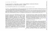 Lysozyme activity and nitroblue-tetrazolium reduction in leukaemiccellsjcp.bmj.com/content/jclinpath/26/1/60.full.pdf · Lysozymeactivity andnitroblue-tetrazolium reduction in leukaemiccells