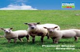 Practical Sheep Breeding - Hybu Cig Cymru - Meat ...hccmpw.org.uk/medialibrary/publications/Practical Sheep...Practical Sheep Breeding 1 Practical Sheep Breeding Since man first domesticated