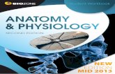AnAtomy & Physiology - Mrs. Winegar's Worldwinegarbiology.weebly.com/uploads/2/2/8/6/22868382/skeletal_system... · pectoral girdle pelvic girdle ... location of yellow and red bone