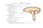BRAIN PART I (A & B): VENTRICLES & MENINGES PPT Notes wDiagrams.pdf · PART I (A & B): VENTRICLES & MENINGES ... • Connects to 4th ventricle via cerebral aqueduct ... Brain PPT