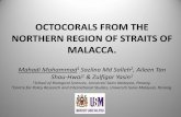 OCTOCORALS FROM THE NORTHERN REGION OF ... 24.pdfOCTOCORALS FROM THE NORTHERN REGION OF STRAITS OF MALACCA. Mahadi 2Mohammad1, Sazlina Md Salleh , Aileen Tan Shau-Hwai1 & Zulfigar