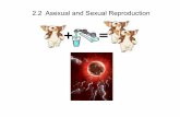 2.2 Asexual and Sexual Reproduction - Greater St. Albert ...fc.gsacrd.ab.ca/~gavin_denham/.../asexual.pdf · 2.2 Asexual and Sexual Reproduction. ... ex. bacteria, some protists,