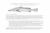 COMMERCIAL CULTURE OF ASIAN SEA BASS …nsgl.gso.uri.edu/hawau/hawaut07002.pdf2 COMMERCIAL CULTURE OF ASIAN SEA BASS Lates calcarifer FINAL PROJECT REPORT Grant No.: 2002-33610-12403
