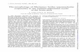 The (paranucleolar melanin-pigmentedjnnp.bmj.com/content/jnnp/26/2/178.full.pdf · Fontana silver stain, ... Fixative Nucleolus Haematoxylin-eosin VanGieson Massontrichrome Mallorytrichrome