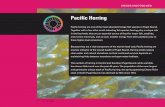 Pacific Herring - Puget Sound Partnership herring are one of the most abundant forage fish species in Puget Sound. Together with a few other small schooling fish species herring play