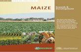 Procrop Maize growth & development - NSW Department  · PDF filesilking or flowering stage 39 ... growth stages of the plant. This knowledge ... PROCROP MAIZE GROWTH & DEVELOPMENT